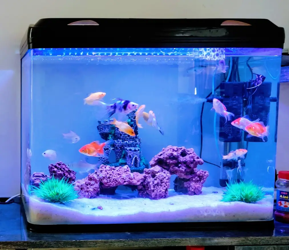 clear glass fish tank with blue fish